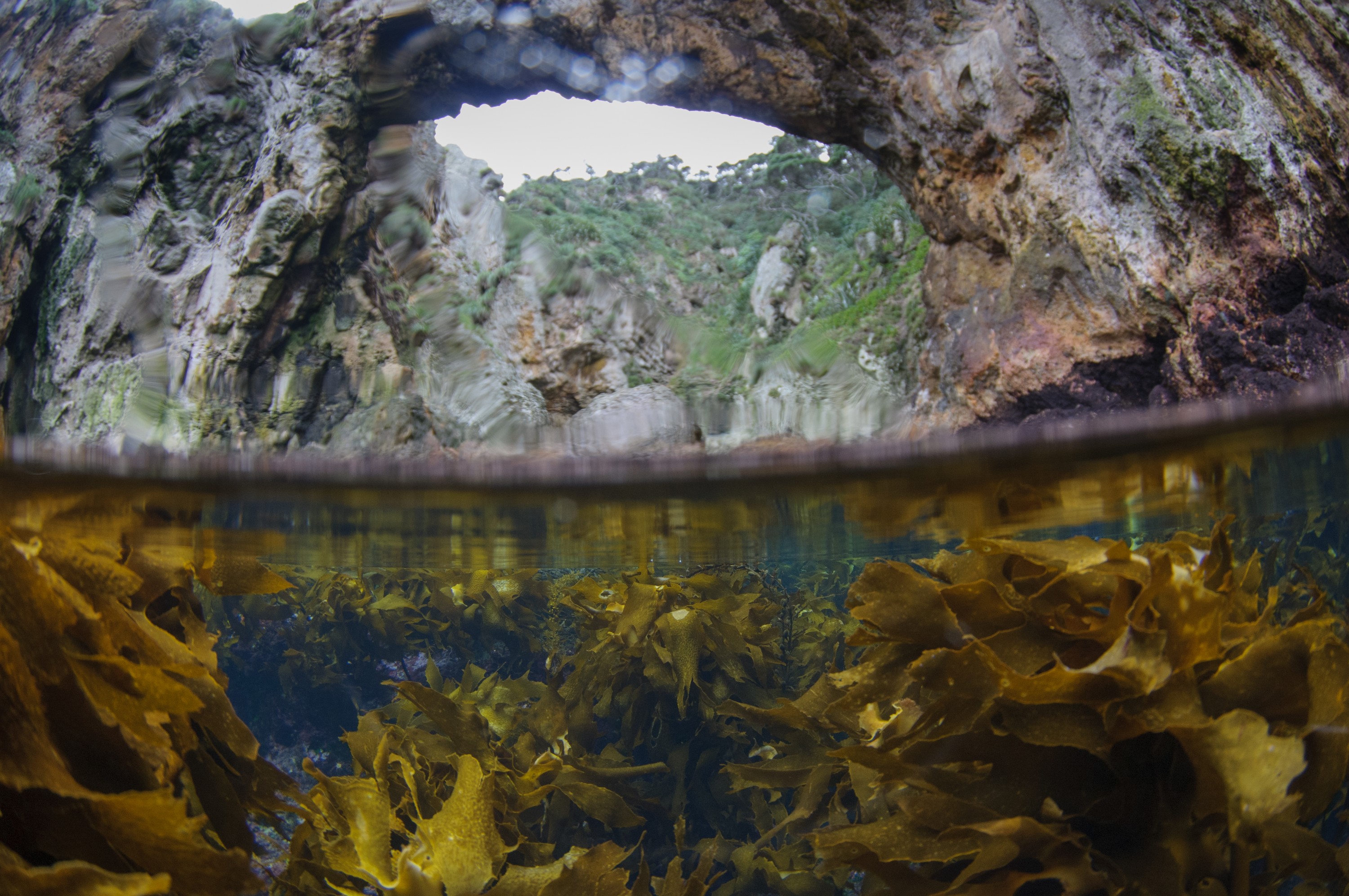 _DSC8901 – new, zealand, new zealand, nz, crispin, poor, knights, marine, reserve, scene, scenic,  cave, underwater, light, irene, dec16, kelp, seaweed, ambient